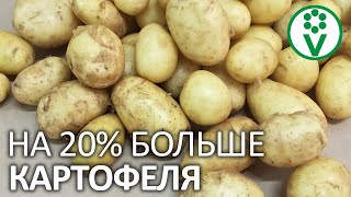 ОБЯЗАТЕЛЬНАЯ ПОДГОТОВКА КАРТОФЕЛЯ К ПОСАДКЕ ДЛЯ ПОВЫШЕНИЯ УРОЖАЙНОСТИ [upl. by Jobey]