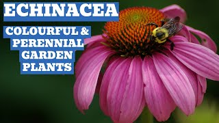 Echinacea Extravaganza Classic Colourful Perennial Options [upl. by Aihtenyc14]