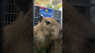 capybara so cute 🥰 2024 [upl. by Arvonio]