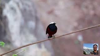 White Capped Redstart  Chakki More [upl. by Anerhs260]