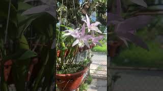 Laelia Anceps var Concolor quotMoon Lightquot orchid Bc [upl. by Yrtneg]