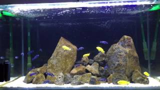 Week 3 Pseudotrophis demasoni and Labidochromis caeruleus Yellow Labs [upl. by Nesaj200]