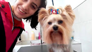 Peluqueria Canina Yorkshire Terrier [upl. by Alys969]