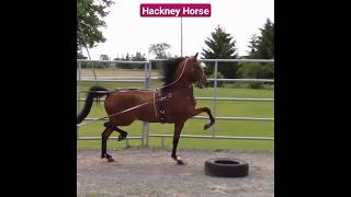 Rare Hackney Horse Breed youtubeshorts youtube ytshorts [upl. by Elvia]