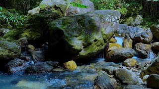 Magical Forest Sounds Babbling Brook Relaxing Nature Sounds White Noise for Deep Sleep ASMR [upl. by Tlaw]