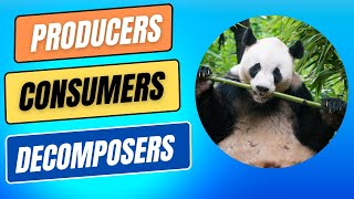 Ecosystems  What are Producers Consumers amp Decomposers sciencebytes [upl. by Kelula]