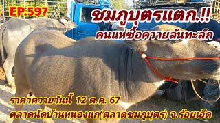 EP597 ราคาควายวันนี้ 12 ตค 67 ตลาดนัดชมภูบุตร จร้อยเอ็ด [upl. by Nibas]