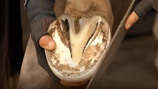 Horse Hooves  Horse Hoof Trimming  Caring for your horses hooves [upl. by Leirea]