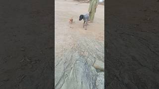 Pointer Dog Training Video all desi shikar teeter birds hunting [upl. by Esoryram]