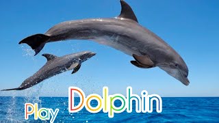 Dolphin show Dolphin ke sath swimming  Dolphin dance video Dolphin show in Dubai [upl. by Callas]