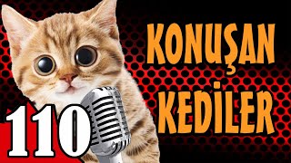 Konuşan Kediler 110  En Komik Kedi Videoları  Pati TV [upl. by Oxford]