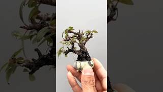 mame bonsai show 분재 plants [upl. by Nawuq]