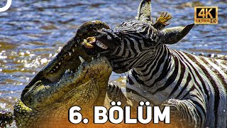 VAHŞİ SERÜVEN 6 BÖLÜM  4K HAYVAN BELGESELİ [upl. by Winni505]