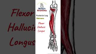 47 LegPosterior Calf anatomy bones art illustration muscle [upl. by Abigael]