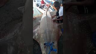 ga kebayang gimana narik ikan seberat 180 kg ini shorts shortvideo short shortsvideo [upl. by Dorree]