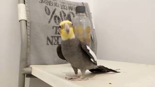 Phoebe happy Cockatiel singing Game Of Thrones and more [upl. by Yesrej840]