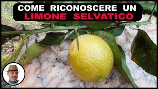 COME RICONOSCERE UN LIMONE SELVATICO DA UNO DOMESTICO [upl. by Nohtanoj]