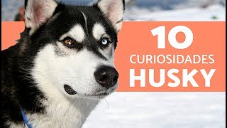 10 cosas que no sabias del husky siberiano [upl. by Ledua]