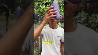 La Nueva Fruta China Se Parece A La Berenjena 😱🍆 [upl. by Latoyia9]