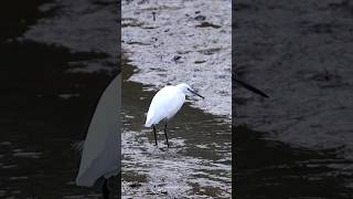 Aigrette Garzette 🐦 LangrolaysurRance France  Short video nature 4k 2024 egrets [upl. by Nhguav733]