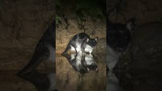 The Rare and Elusive Water Opossum in Colombia [upl. by Narah]