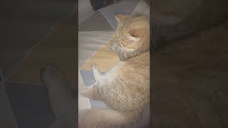 MY BEDMATE MHARTA trending goodvibes cat viralvideos [upl. by Nnuahs750]