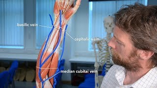 Veins of the upper limb [upl. by Lorre278]