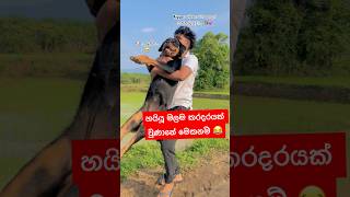 ආයේ වෙල දකින්නවත් වෙන් නැති වුණාහම 😂❤️🐶💕 akita viralvideo subscribe funny dog comedy fyp [upl. by Grimes559]