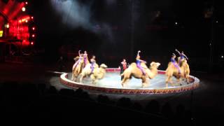 Ringling Bros and Barnum amp Bailey Circus Xtreme Camel Act [upl. by Akinad]