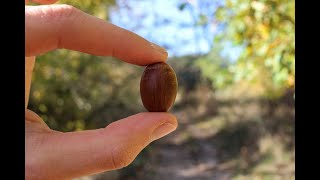 LA BELLOTA USOS Y FORMAS DE PREPARACIÓN Quercus Encina robles melojo quejigo Nuez comestible [upl. by Parsifal]