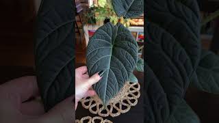 Alocasia maharani black velvet x melo hybrid 🖤 houseplants [upl. by Ferullo]