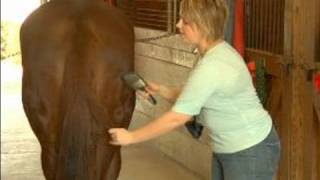 How to Put an Extension in a Horses Tail  How to Comb Out a Horse Tail [upl. by Aihseuqram]