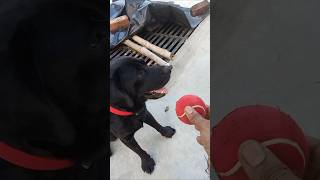 dog sound  dog  dog barking sound  dog barking  dog fight  dog video  dog voice  dogri song [upl. by Ueihttam852]