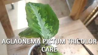 Aglaonema Pictum Tricolor Care Guide [upl. by Enelrae776]