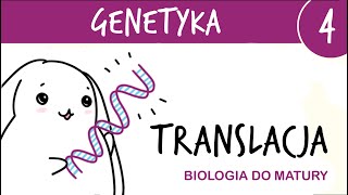 Genetyka 4  Translacja  drugi etap ekspresji genu  matura z biologii rozszerzona liceum [upl. by Rosemari]