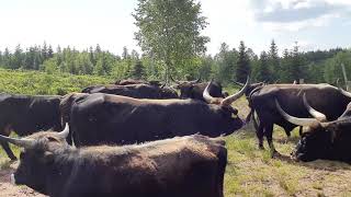 Aurochs Bulls Unleashed Roaring Like Wild Savages [upl. by Idas]