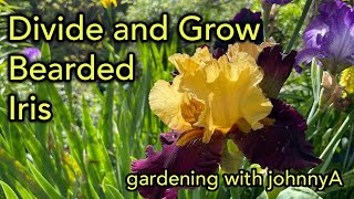 How and When to Propagate Divide and Plant Bearded Iris [upl. by Lehcir]