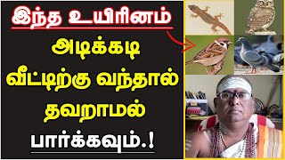 இந்த உயிரினம் அடிக்கடி வீட்டிற்கு வந்தால் கட்டாயம் பார்க்கவும்  veetil uyirinam vanthal enna palan [upl. by Ahsiki]