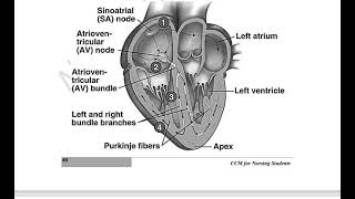 Cardiac Dysrhythmia [upl. by Oderf]