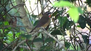 Siberian Rubythroat Call in Gouripur Beel of Murshidabad [upl. by Reynold]