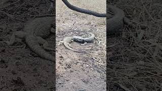 Ive never seen this before Bearded dragon lizards fight homestead aussiewildlife homesteading [upl. by Auqenehs484]