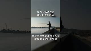 ショアジギング ボイルをジグで狙い撃ち shorts ショアジギング 広島 広島県 青物 [upl. by Safier]