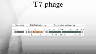 T7 phage [upl. by Neila820]