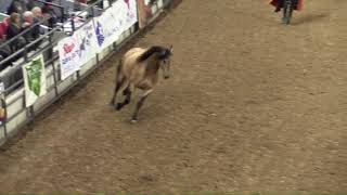 Midwest Horse Fair Live Stream [upl. by Eramal]