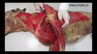 Veterinary anatomy dog muscles thoracic limb 2 of 3 [upl. by Divan]