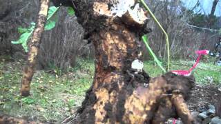 Horseradish dug from garden and replanted [upl. by Yardley]