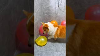 Dog balloon crack challenge part 4 shorts short trending viralshorts respect sad tamil facts [upl. by Sabelle911]