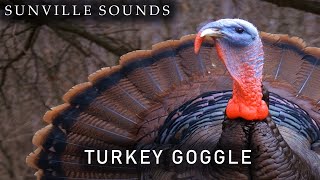 Turkey Gobble  Animal Sounds with Peter Baeten [upl. by Suoivatnom]