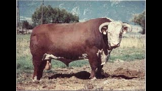 Hereford bulls stout and thick [upl. by Akcimat136]