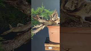 True Bonsai Technique bonsai bonsaitechniques [upl. by Imalda]